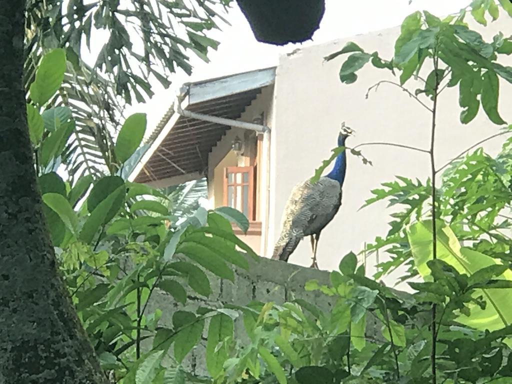 Mount Nature Villa Hikkaduwa Quarto foto