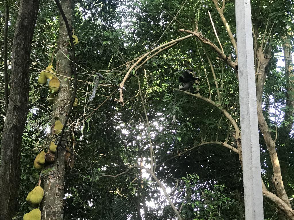 Mount Nature Villa Hikkaduwa Quarto foto